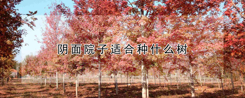 陰麵院子適合種什麼樹