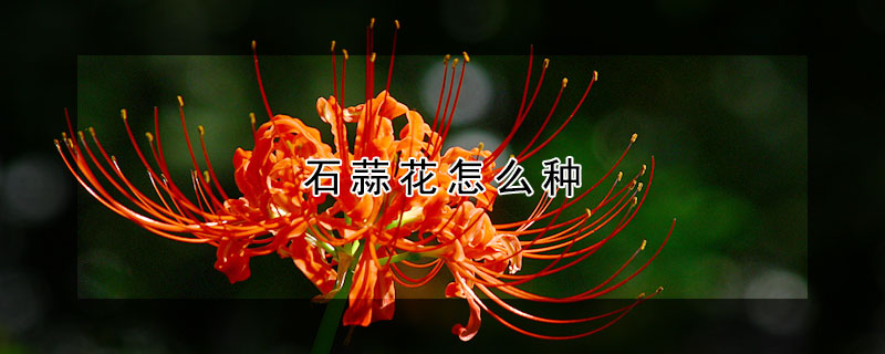 石蒜花怎麼種