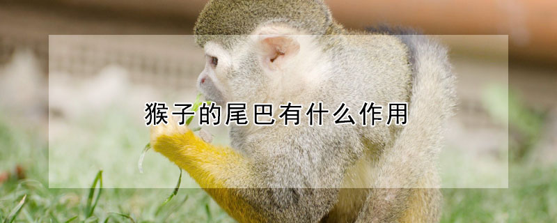 猴子的尾巴有什麼作用
