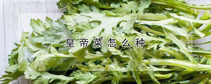 皇帝菜怎麼種