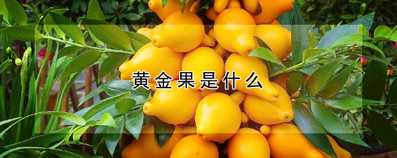 黃金果是什麼