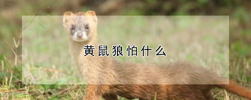 黃鼠狼怕什麼