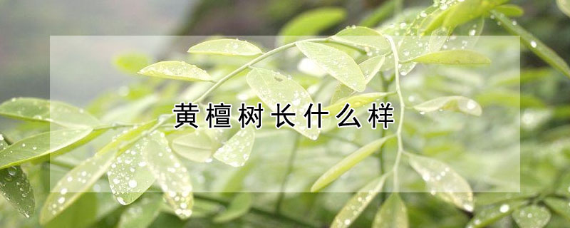 黃檀樹長什麼樣