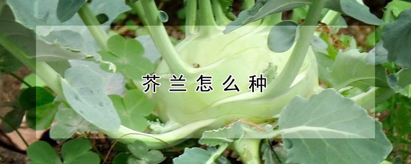 芥蘭怎麼種