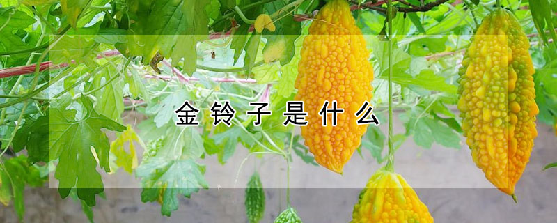 金鈴子是什麼