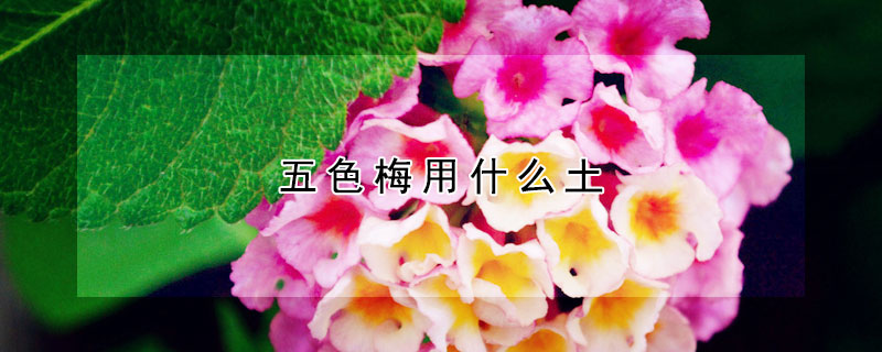 五色梅用什麼土