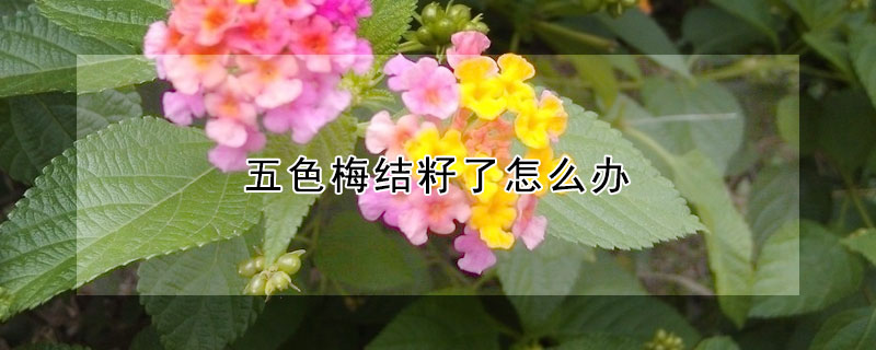 五色梅結籽了怎麼辦