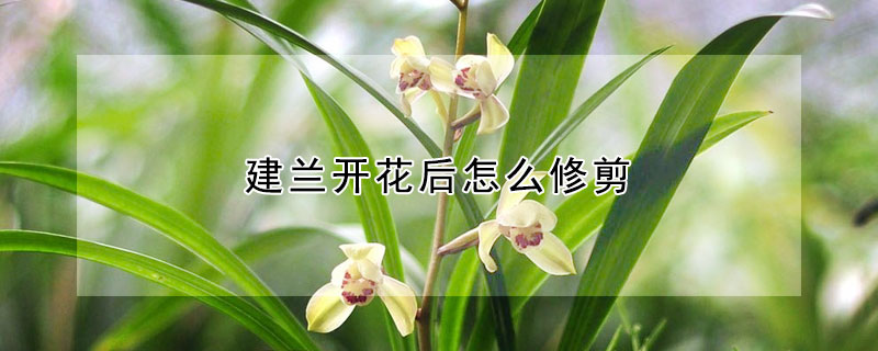 建蘭開花後怎麼修剪