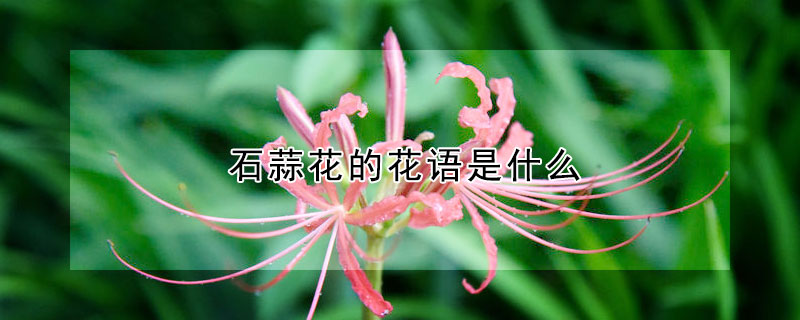 石蒜花的花語是什麼
