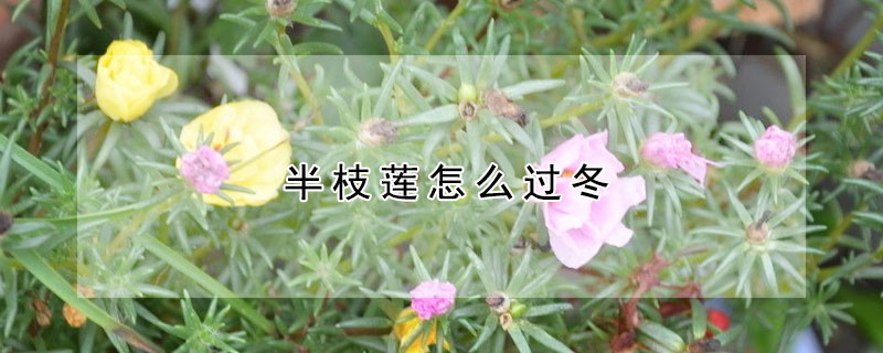 半枝蓮怎麼過冬