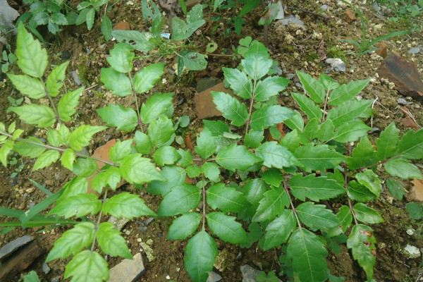 莓茶是什麼茶