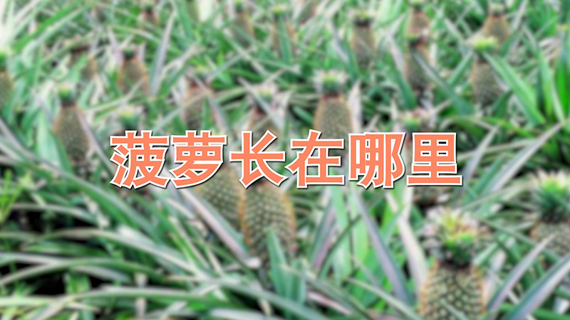 菠蘿長在哪裏