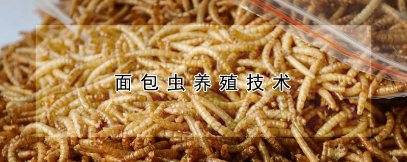麵包蟲養殖技術