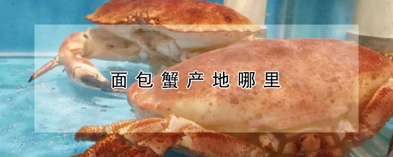 麵包蟹產地哪裏
