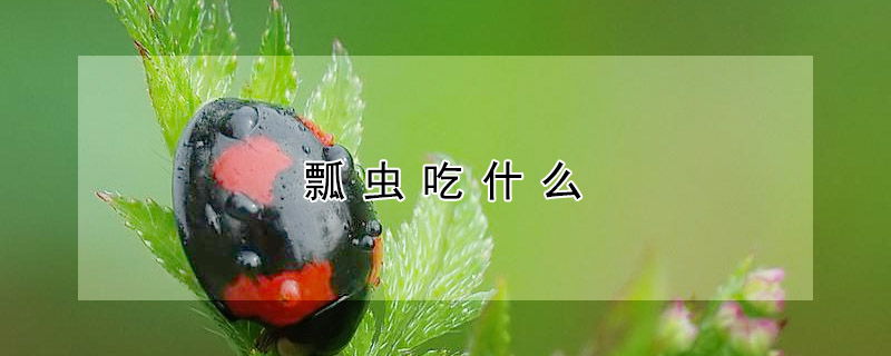 瓢蟲吃什麼