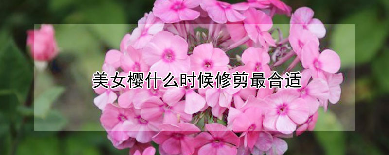 美女櫻什麼時候修剪最合適