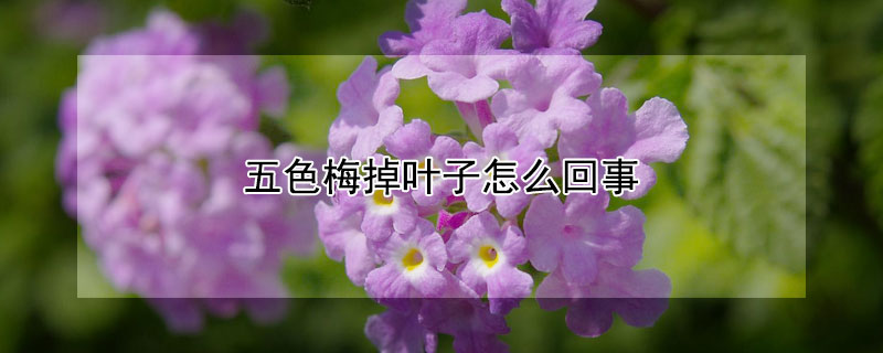 五色梅掉葉子怎麼回事