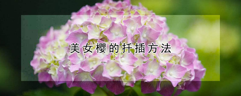 美女櫻的扡插方法
