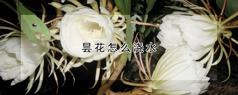 曇花怎麼澆水