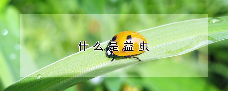 什麼是益蟲
