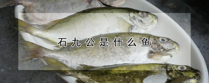 石九公是什麼魚