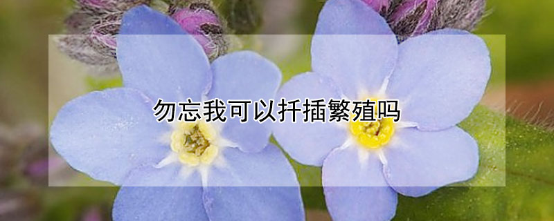 勿忘我可以扡插繁殖嗎
