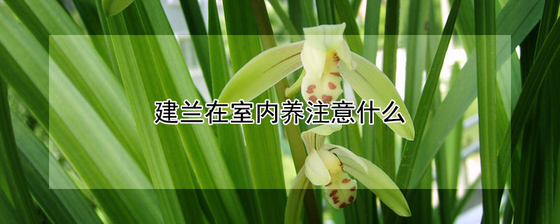建蘭在室內養注意什麼