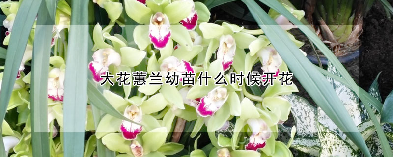 大花蕙蘭幼苗什麼時候開花