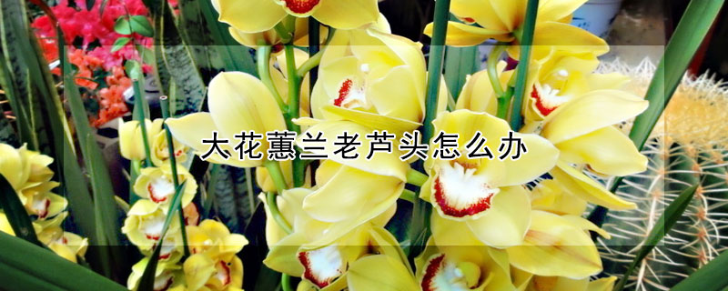 大花蕙蘭老蘆頭怎麼辦