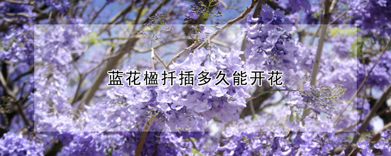 藍花楹扡插多久能開花