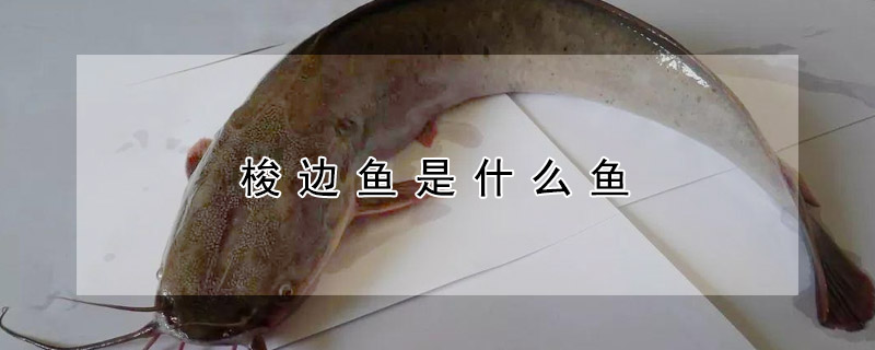 梭邊魚是什麼魚