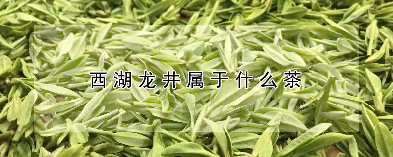 西湖龍井屬於什麼茶