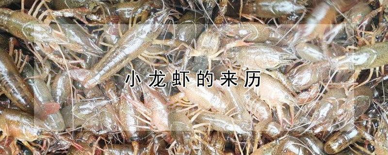 小龍蝦的來曆