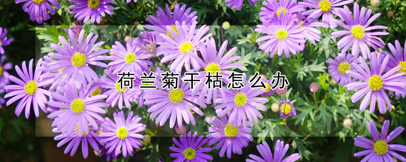 荷蘭菊幹枯怎麼辦