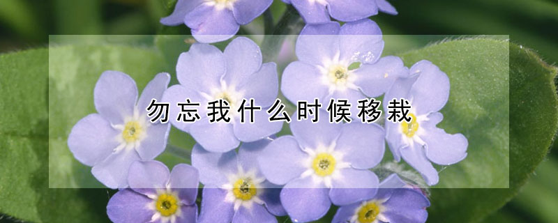 勿忘我什麼時候移栽