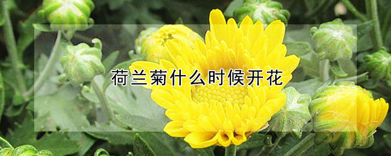 荷蘭菊什麼時候開花