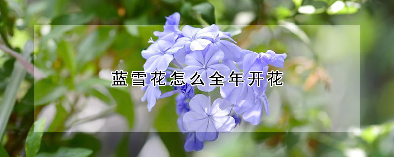 藍雪花怎麼全年開花
