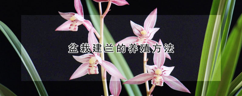 盆栽建蘭的養殖方法
