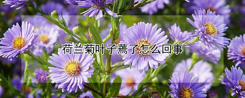 荷蘭菊葉子蔫了怎麼回事