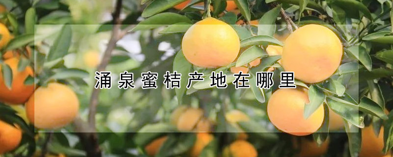 湧泉蜜桔產地在哪裏