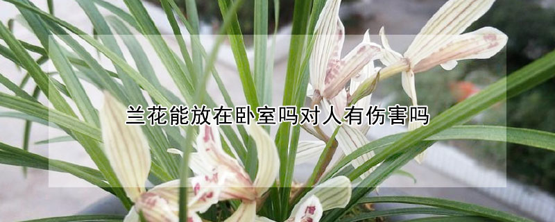 蘭花能放在臥室嗎對人有傷害嗎