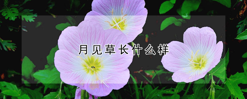 月見草長什麼樣