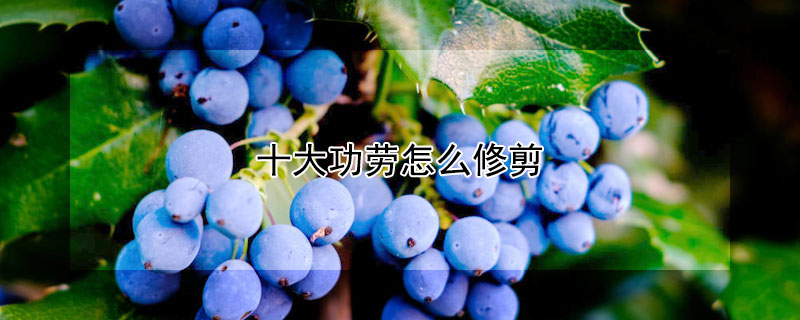 十大功勞怎麼修剪