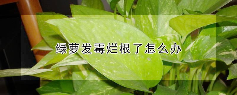 綠蘿發黴爛根了怎麼辦