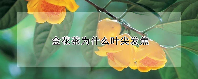 金花茶為什麼葉尖發焦