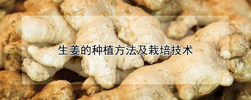 生薑的種植方法及栽培技術