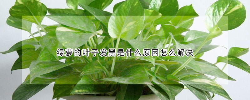 綠蘿的葉子發黑是什麼原因怎麼解決