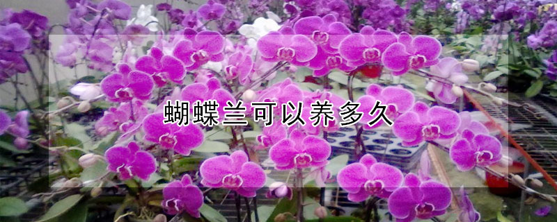 蝴蝶蘭可以養多久