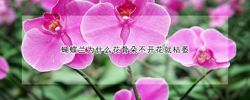 蝴蝶蘭為什麼花骨朵不開花就枯萎