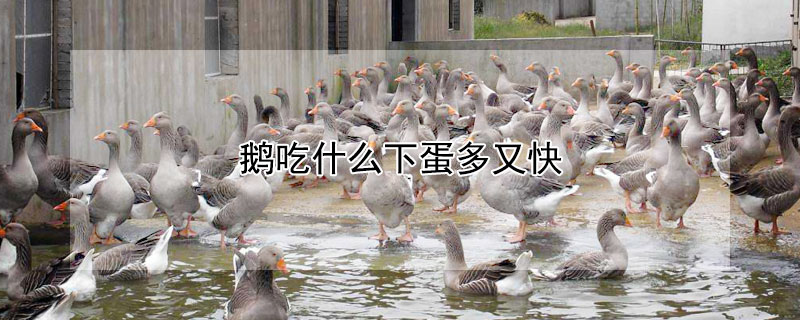鵝吃什麼下蛋多又快